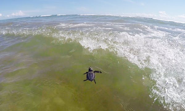 Saving Sea Turtles: Preventing Extinc...